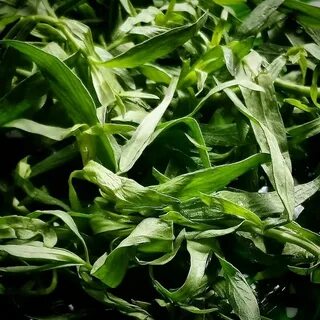 تصویر 2 از خرید عمده ترخون خشک